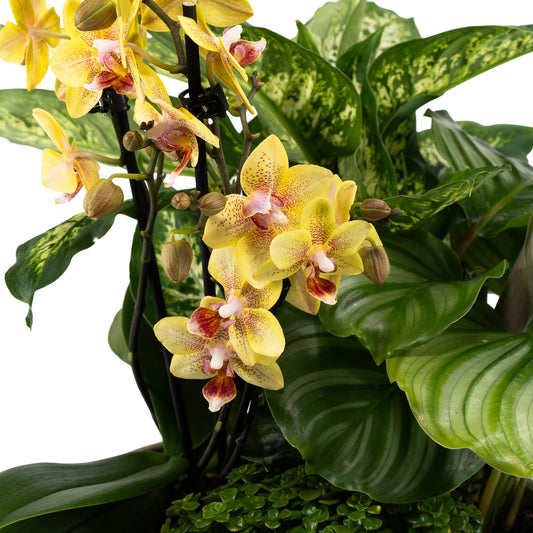 Greenery Arrangement in 23cm Planter - Planted Arrangements The Horti House