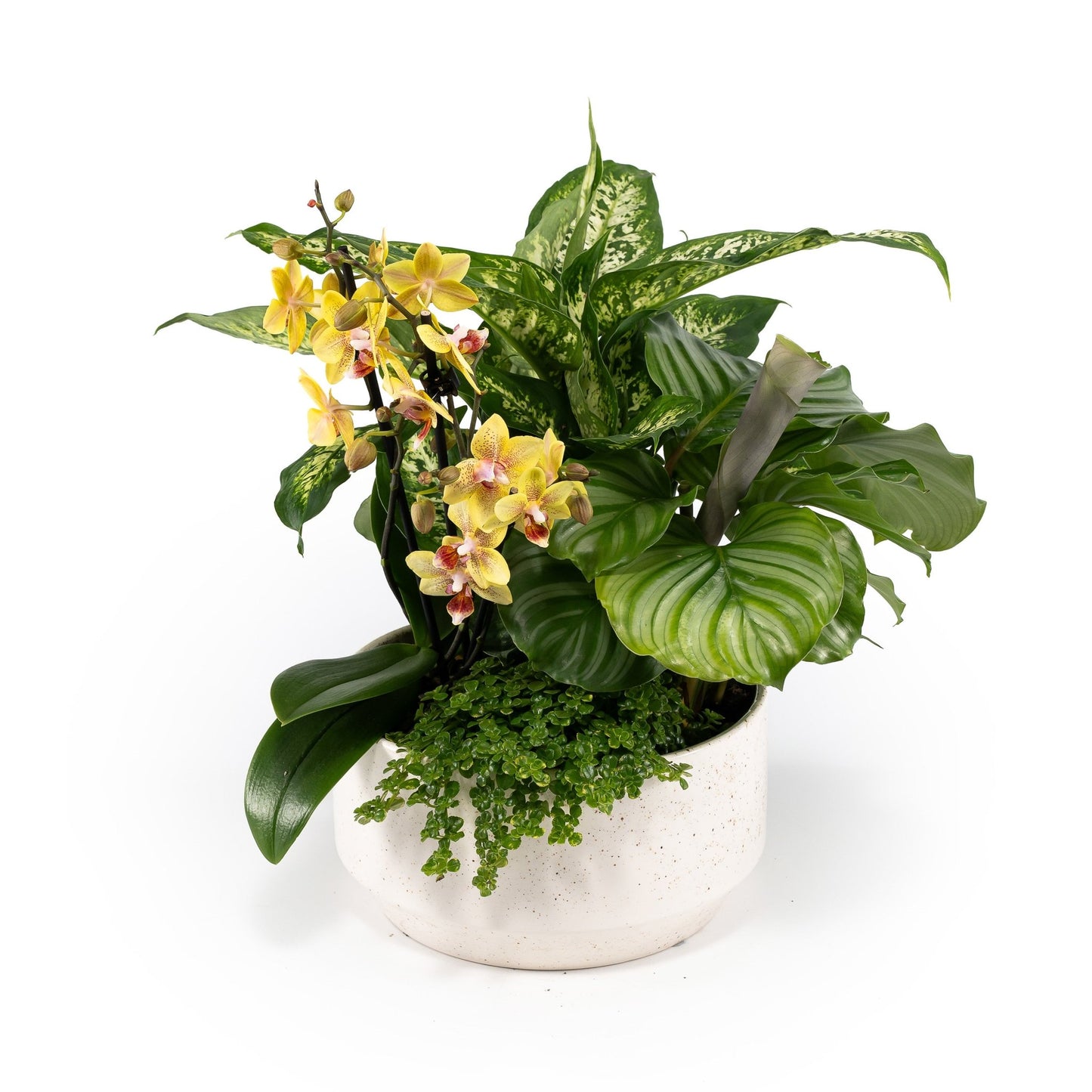 Greenery Arrangement in 23cm Planter - Planted Arrangements The Horti House