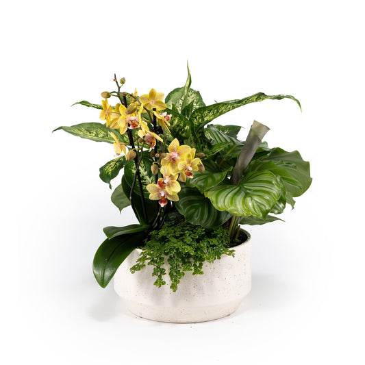 Greenery Arrangement in 23cm Planter - Planted Arrangements The Horti House