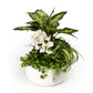 Greenery Arrangement in 23cm Planter - Orchid The Horti House