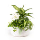 Greenery Arrangement in 23cm Planter - Orchid The Horti House