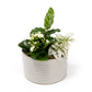 Greenery Trio 13cm Planter - Green Plant The Horti House