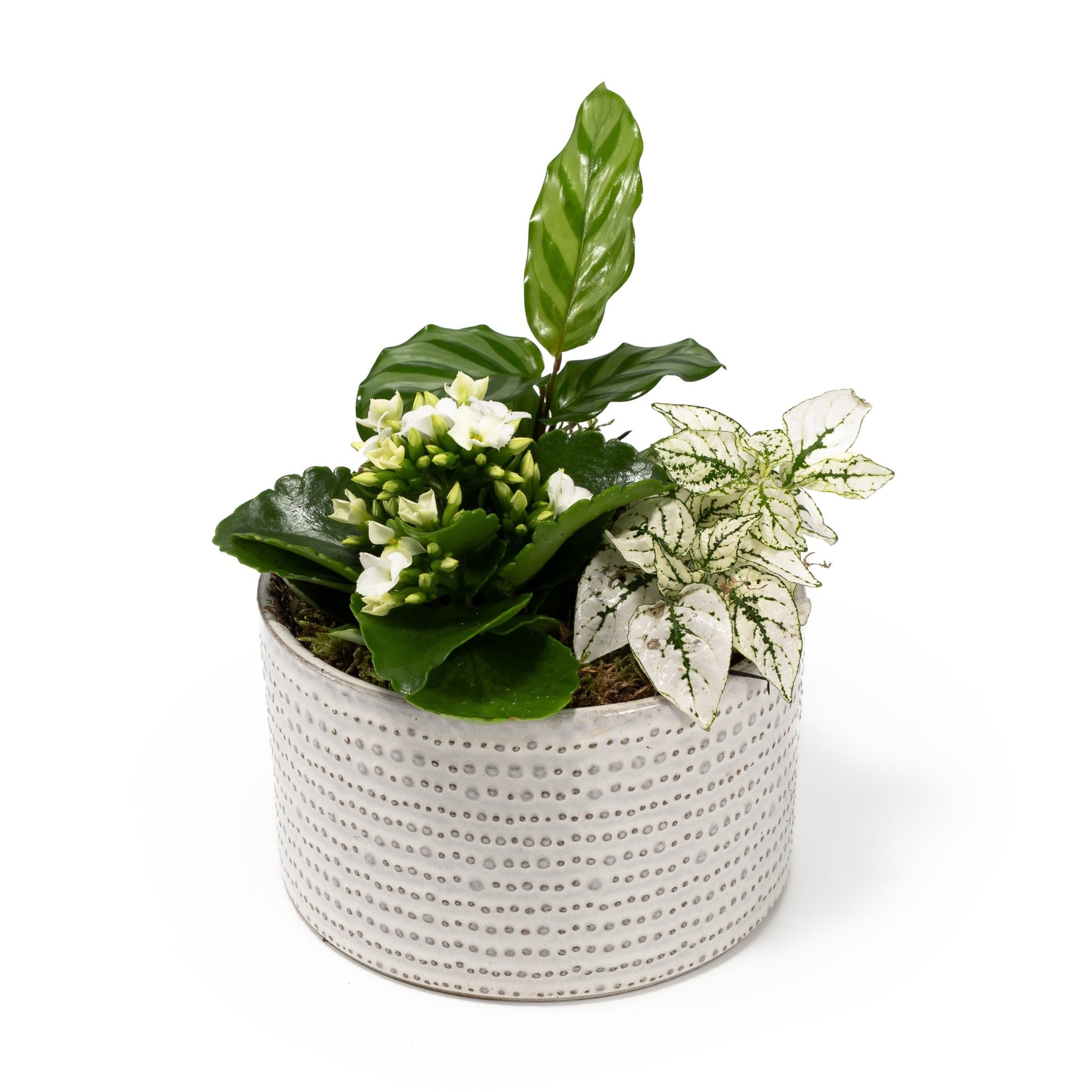 Greenery Trio 13cm Planter - Green Plant The Horti House