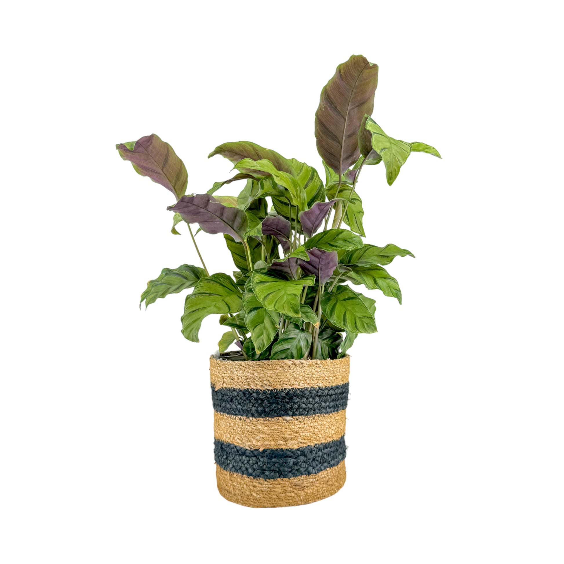 Calathea 17cm Mix in Basket - Green Plant The Horti House