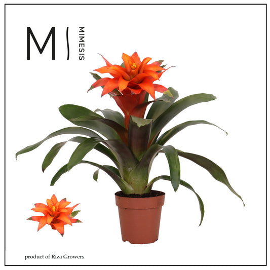 Guzmania 12cm Fiero Orange - Green Plant The Horti House
