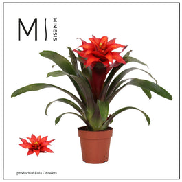 Guzmania 12cm Fiero Red - Green Plant The Horti House