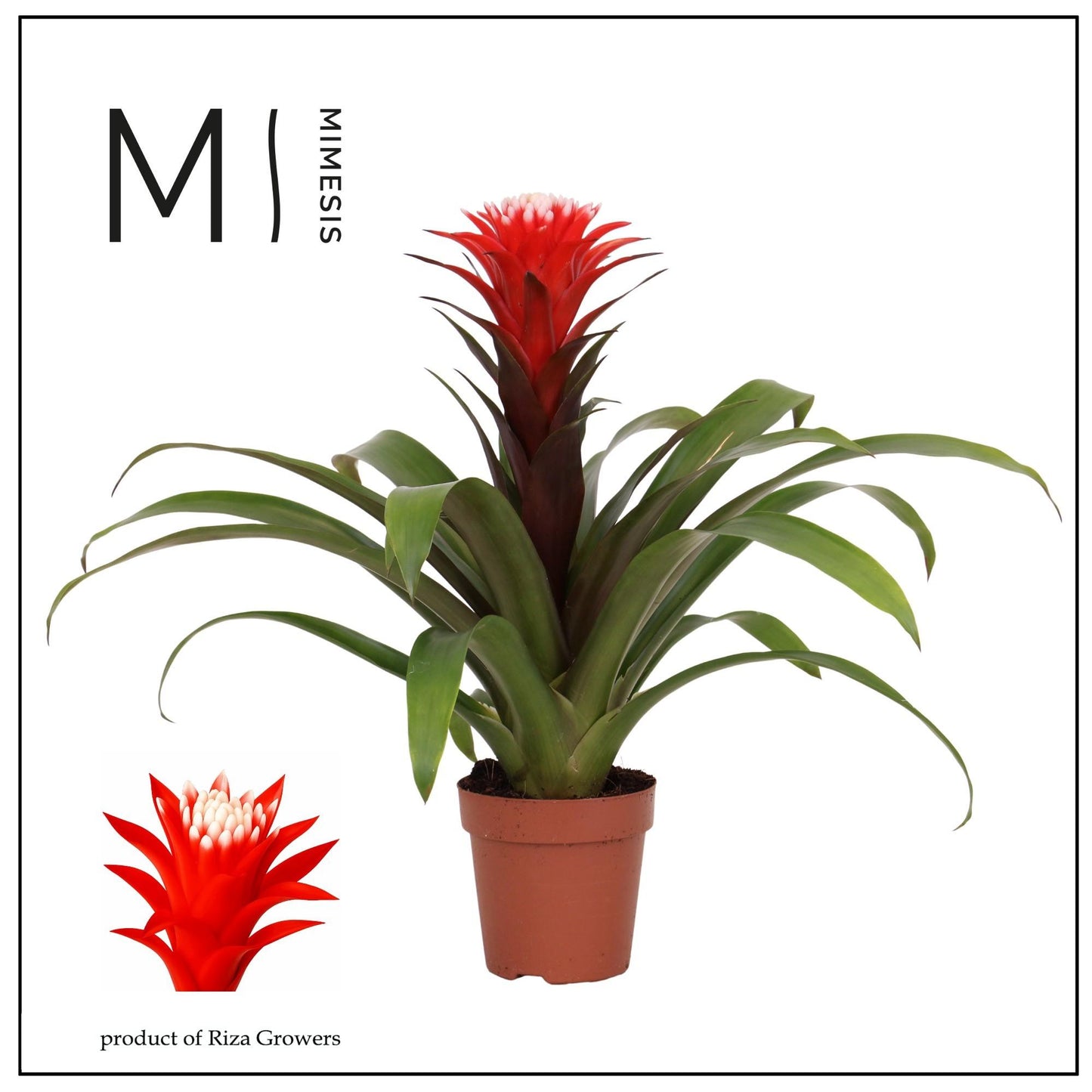 Guzmania 12cm Hope - Flowering The Horti House