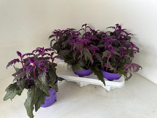 Gynura 12cm - Green Plant The Horti House