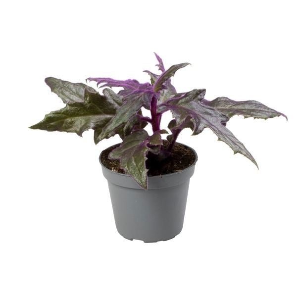 Gynura 6cm - Green Plant The Horti House