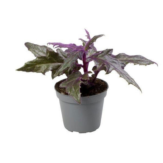 Gynura 6cm - Green Plant The Horti House