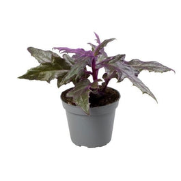 Gynura 6cm - Green Plant The Horti House
