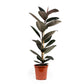 Ficus 21cm Elastica - Green Plant The Horti House
