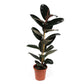 Ficus 21cm Elastica - Green Plant The Horti House