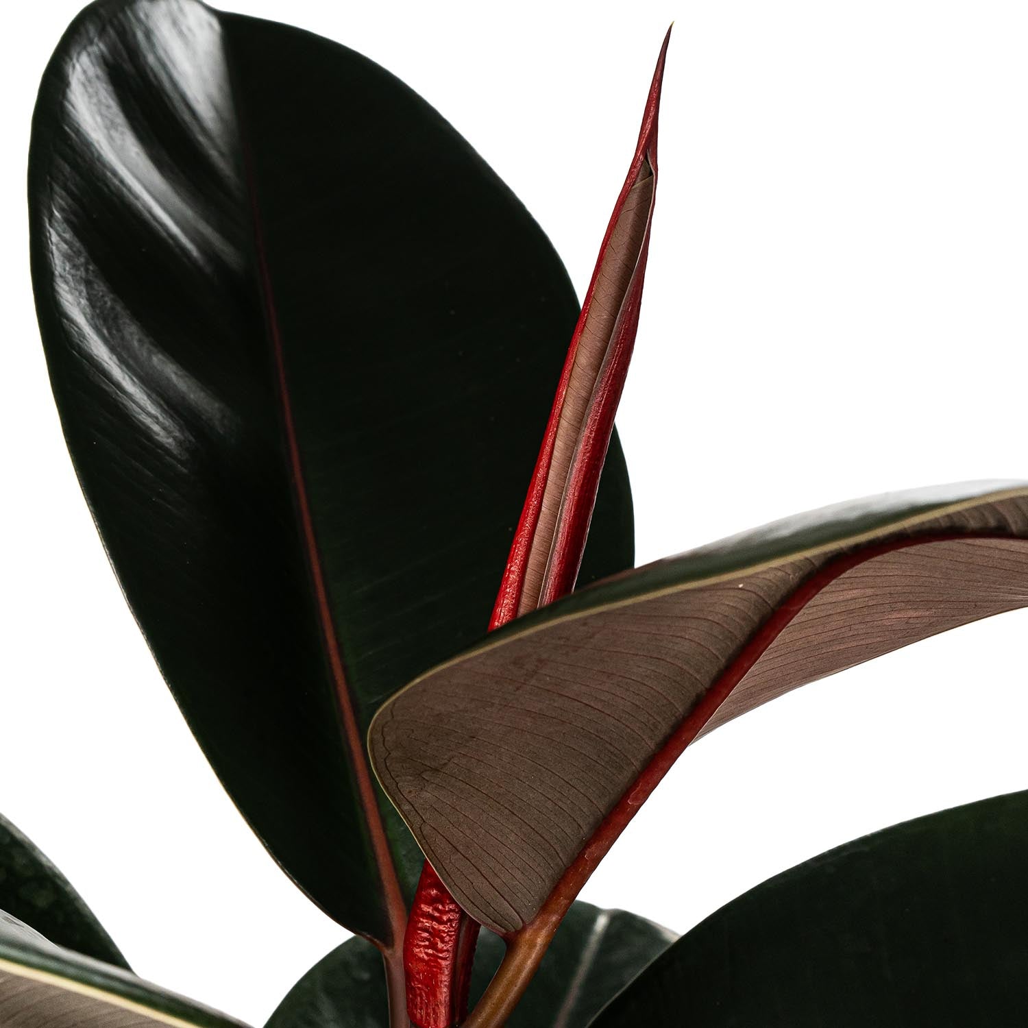 Ficus 21cm Elastica - Green Plant The Horti House