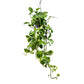 Hanging Epipremnum 15cm Global Green - Green Plant The Horti House