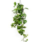 Hanging Epipremnum 15cm Global Green - Green Plant The Horti House