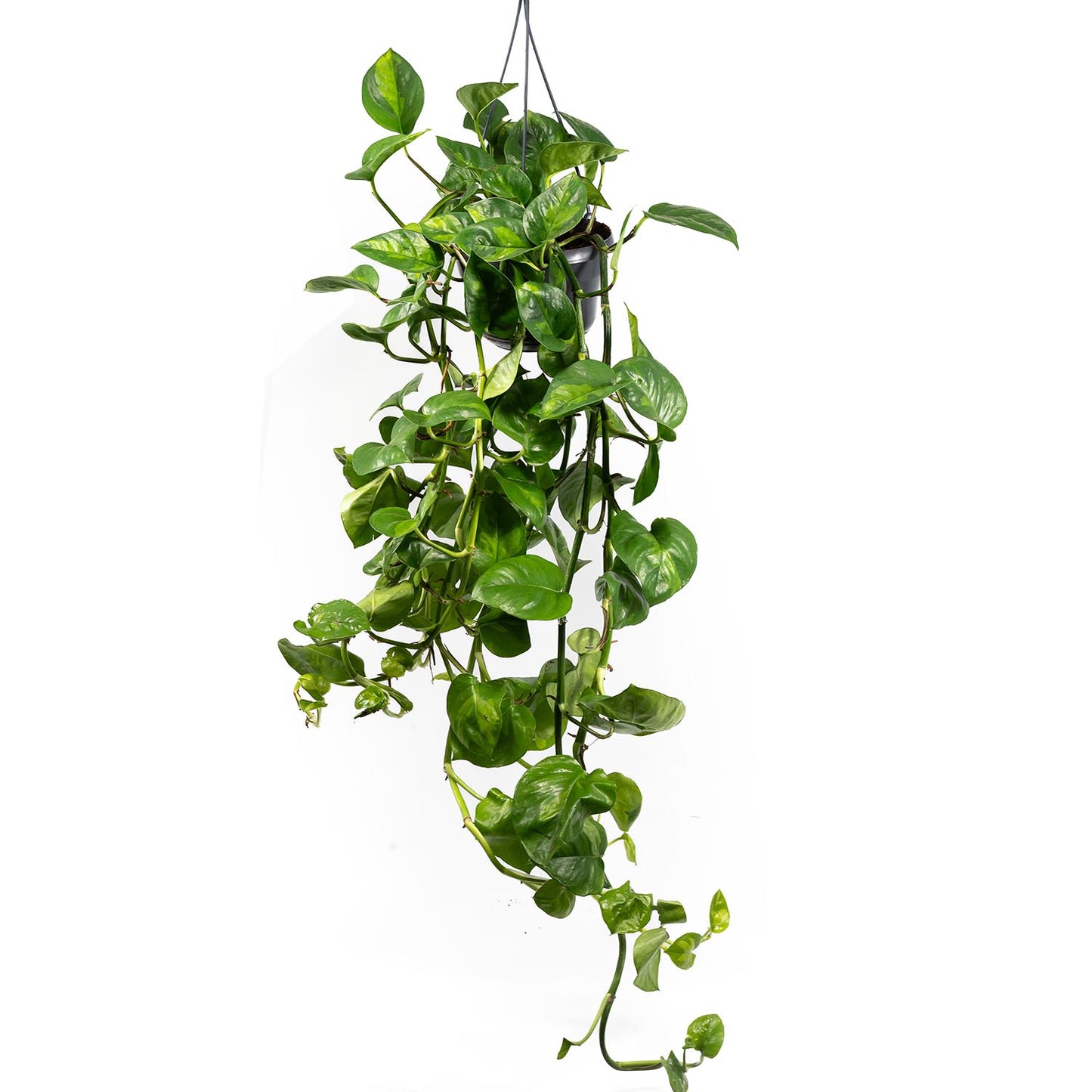 Hanging Epipremnum 15cm Global Green - Green Plant The Horti House