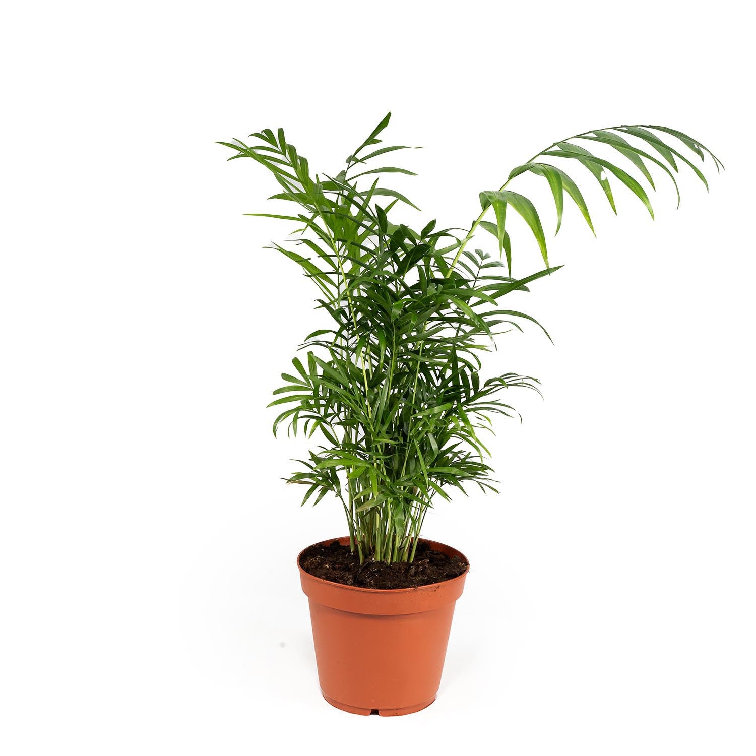 Chamaedorea 19cm Elegans - Green Plant The Horti House