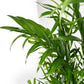 Chamaedorea 19cm Elegans - Green Plant The Horti House