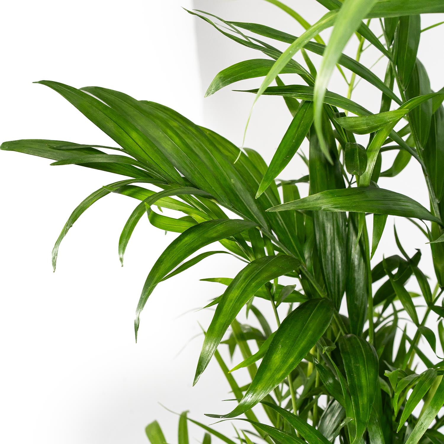 Chamaedorea 19cm Elegans - Green Plant The Horti House