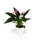 Anthurium 9cm 'Zizou' - Flowering The Horti House