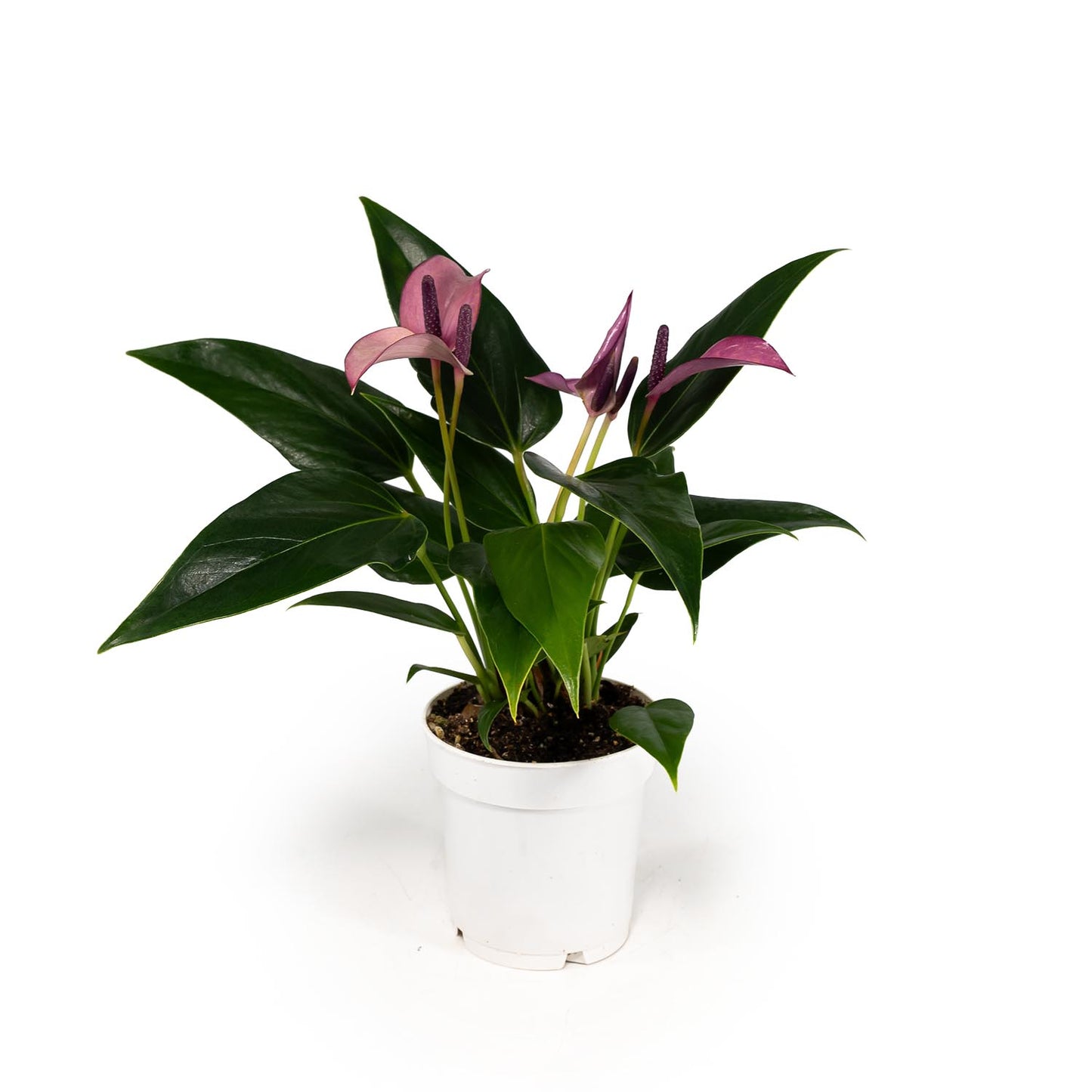 Anthurium 9cm 'Zizou' - Flowering The Horti House