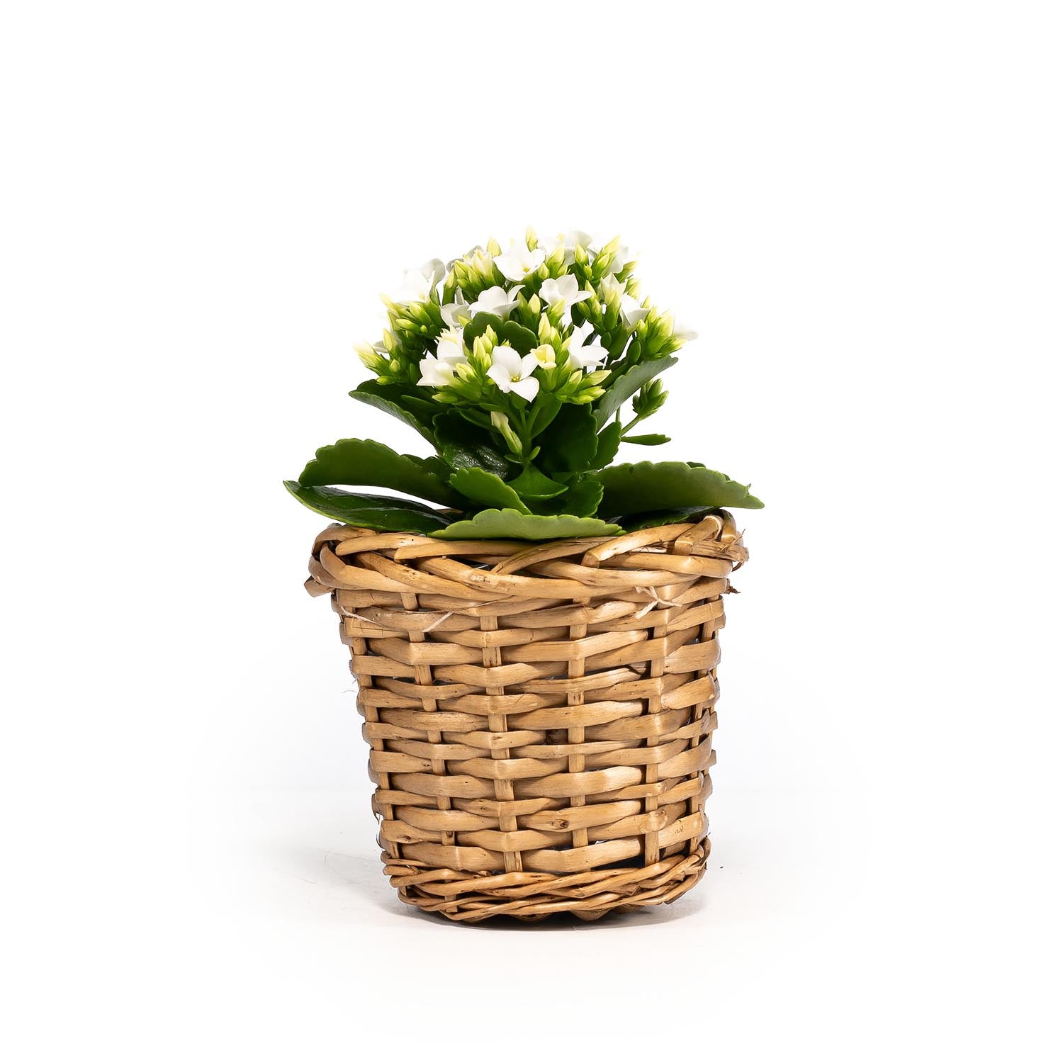 Kalanchoe 9cm in Basket - Flowering The Horti House