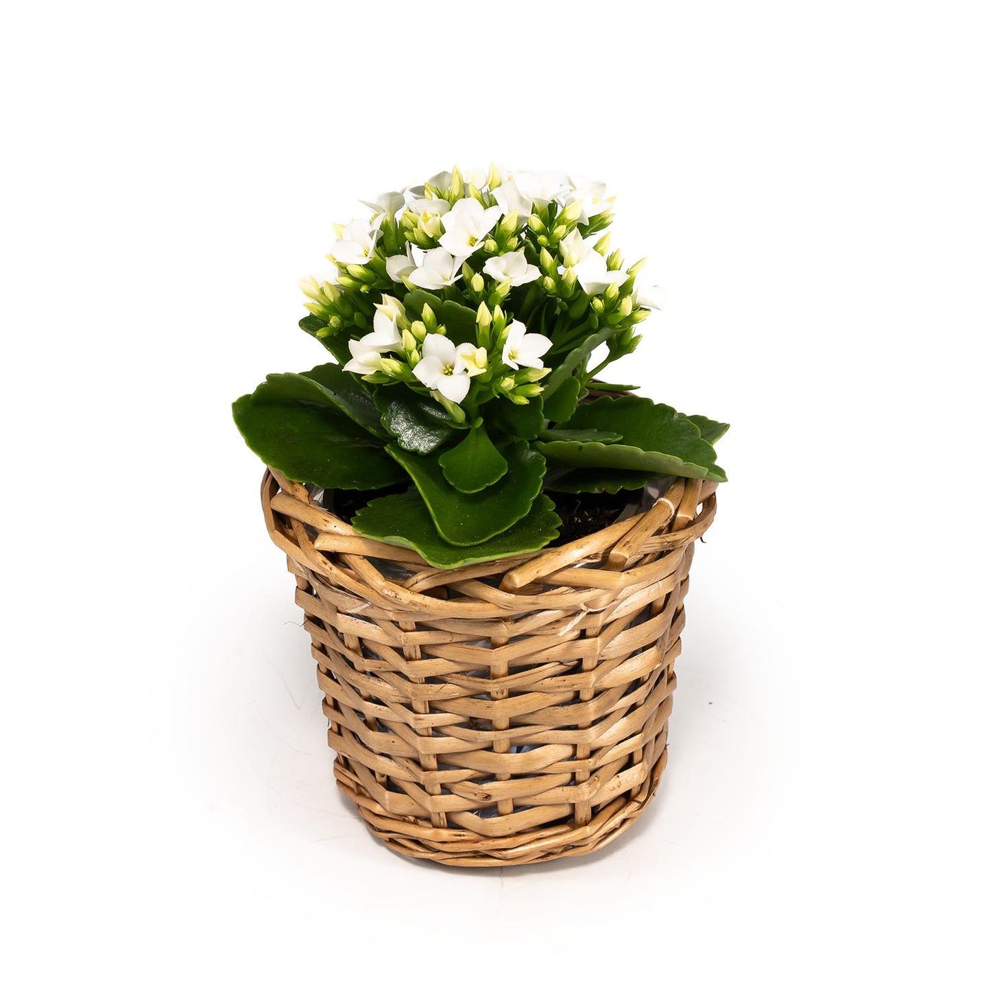 Kalanchoe 9cm in Basket - Flowering The Horti House
