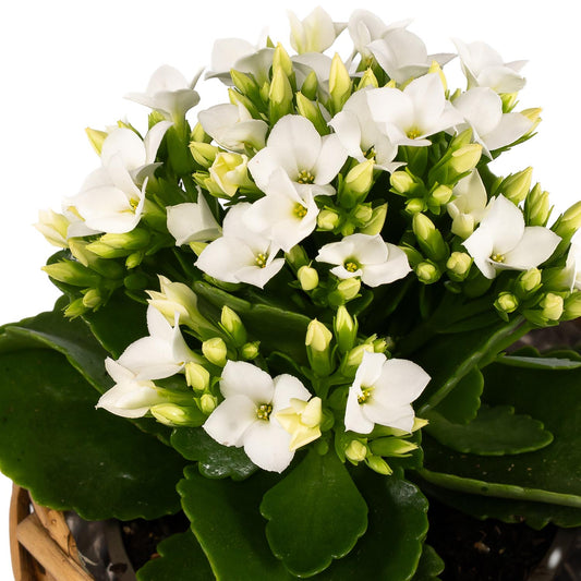 Kalanchoe 9cm in Basket
