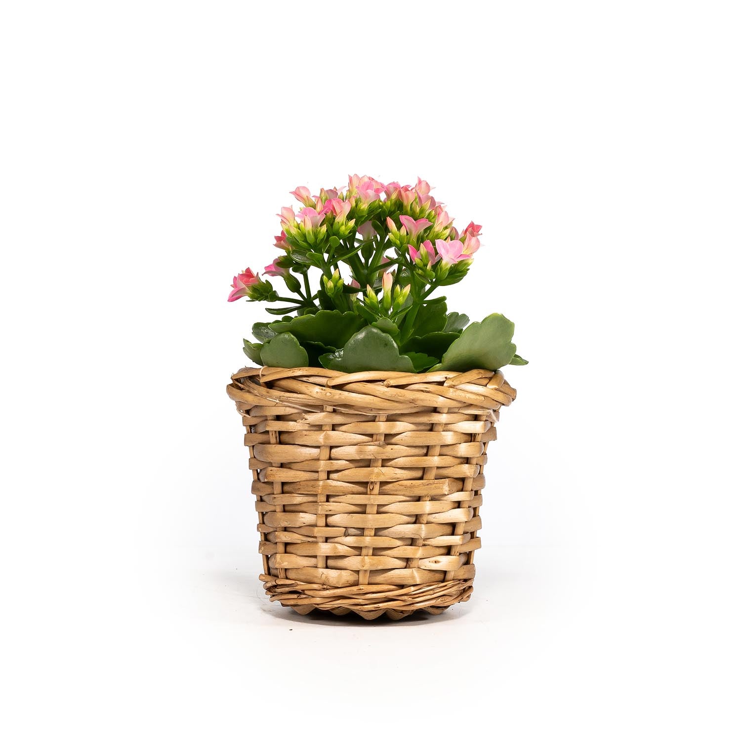 Kalanchoe 9cm in Basket - Flowering The Horti House