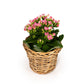 Kalanchoe 9cm in Basket - Flowering The Horti House