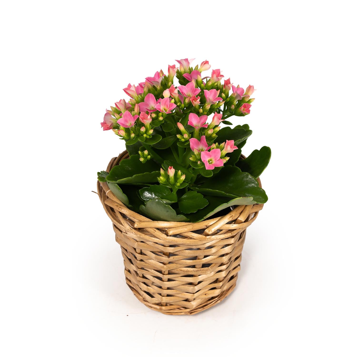 Kalanchoe 9cm in Basket - Flowering The Horti House