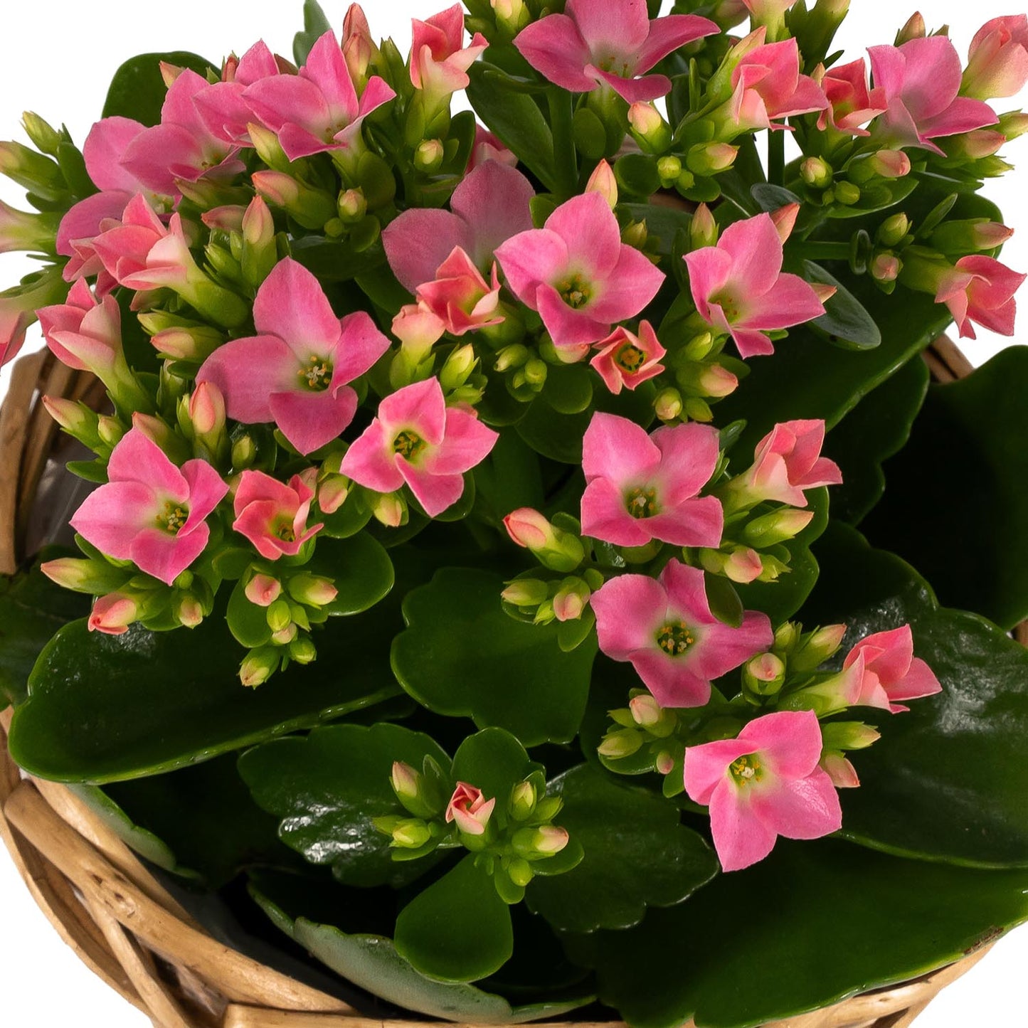 Kalanchoe 9cm in Basket - Flowering The Horti House