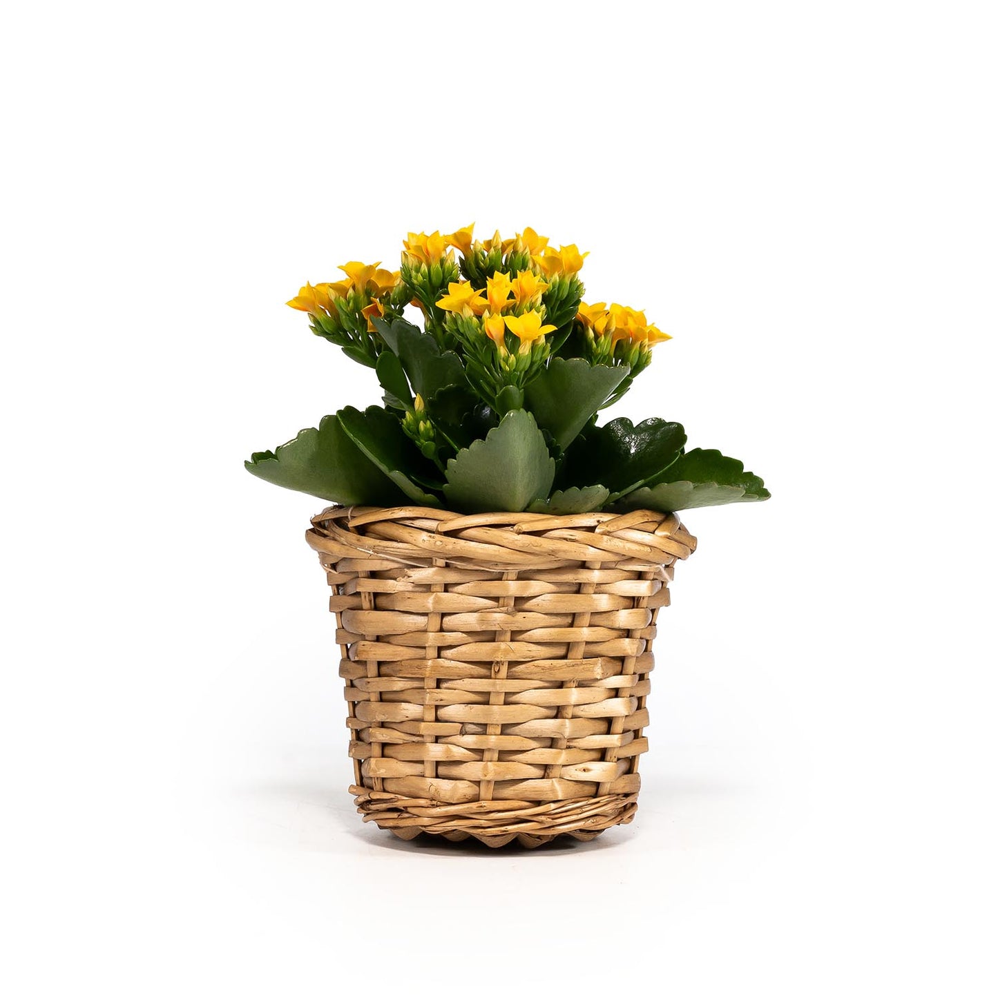 Kalanchoe 9cm in Basket - Flowering The Horti House