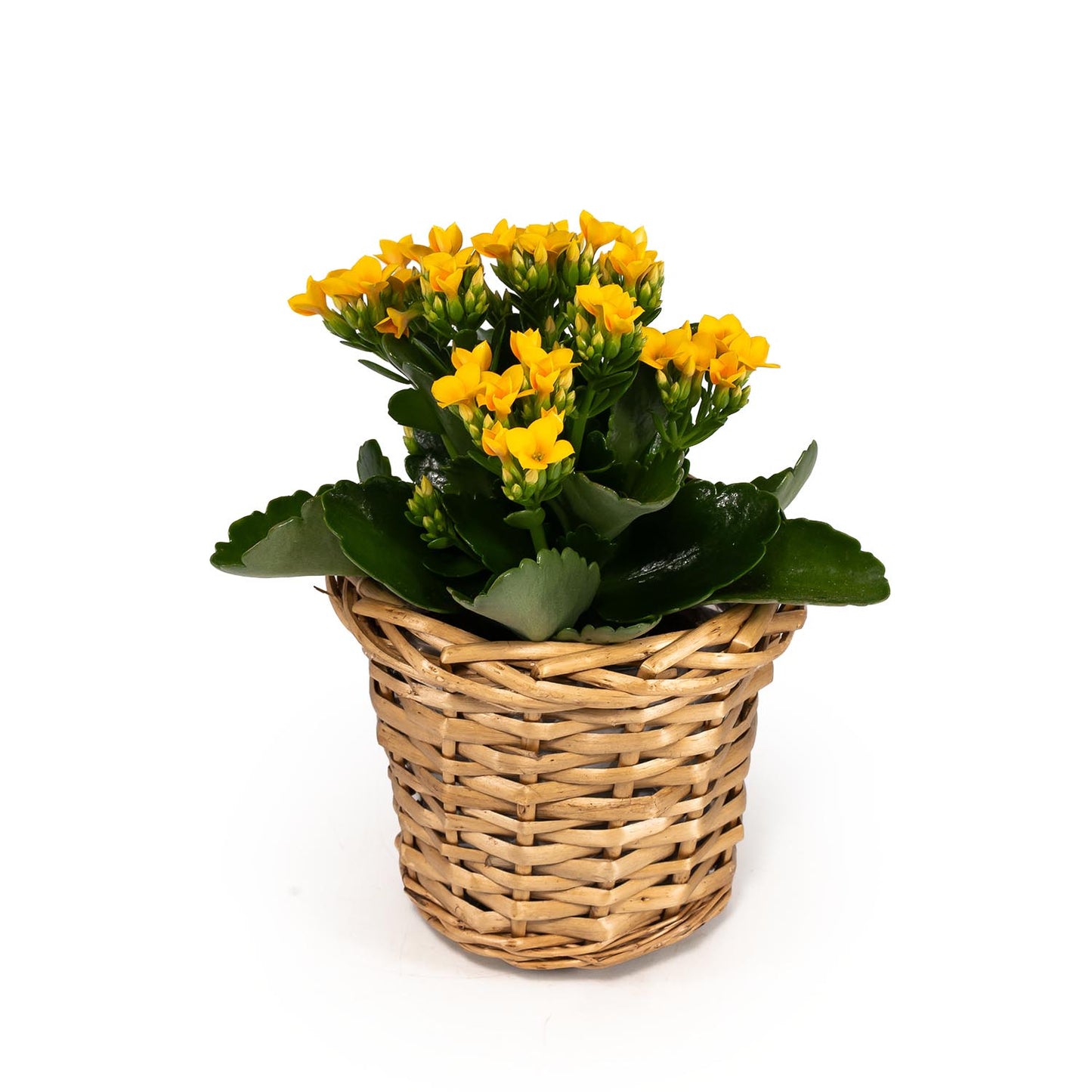 Kalanchoe 9cm in Basket - Flowering The Horti House