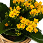 Kalanchoe 9cm in Basket - Flowering The Horti House