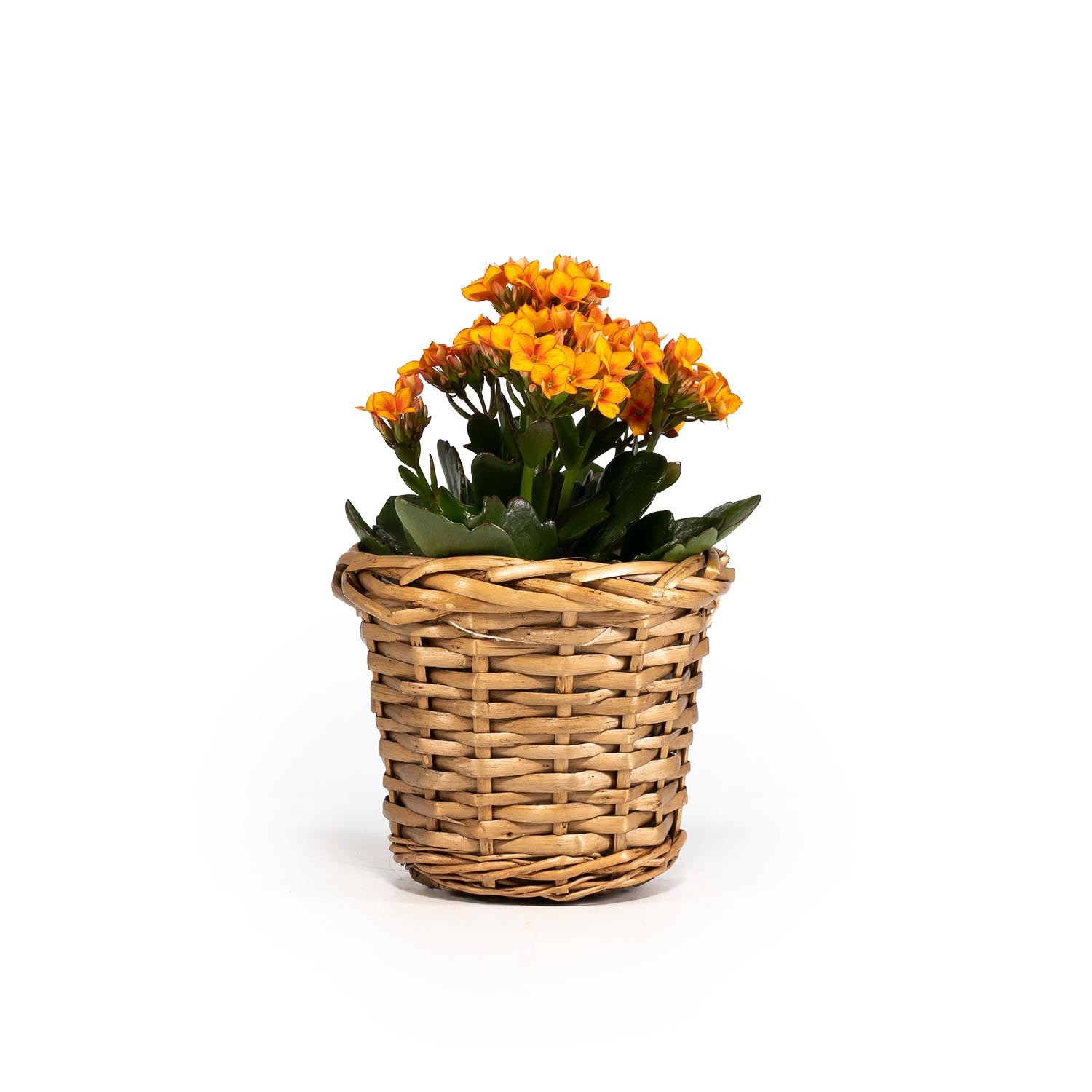 Kalanchoe 9cm in Basket - Flowering The Horti House