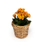 Kalanchoe 9cm in Basket - Flowering The Horti House