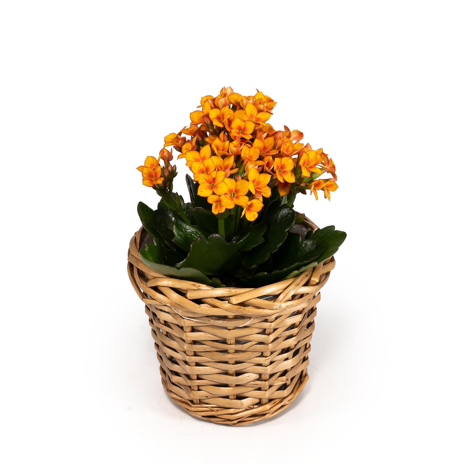 Kalanchoe 9cm in Basket - Flowering The Horti House