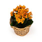 Kalanchoe 9cm in Basket - Flowering The Horti House