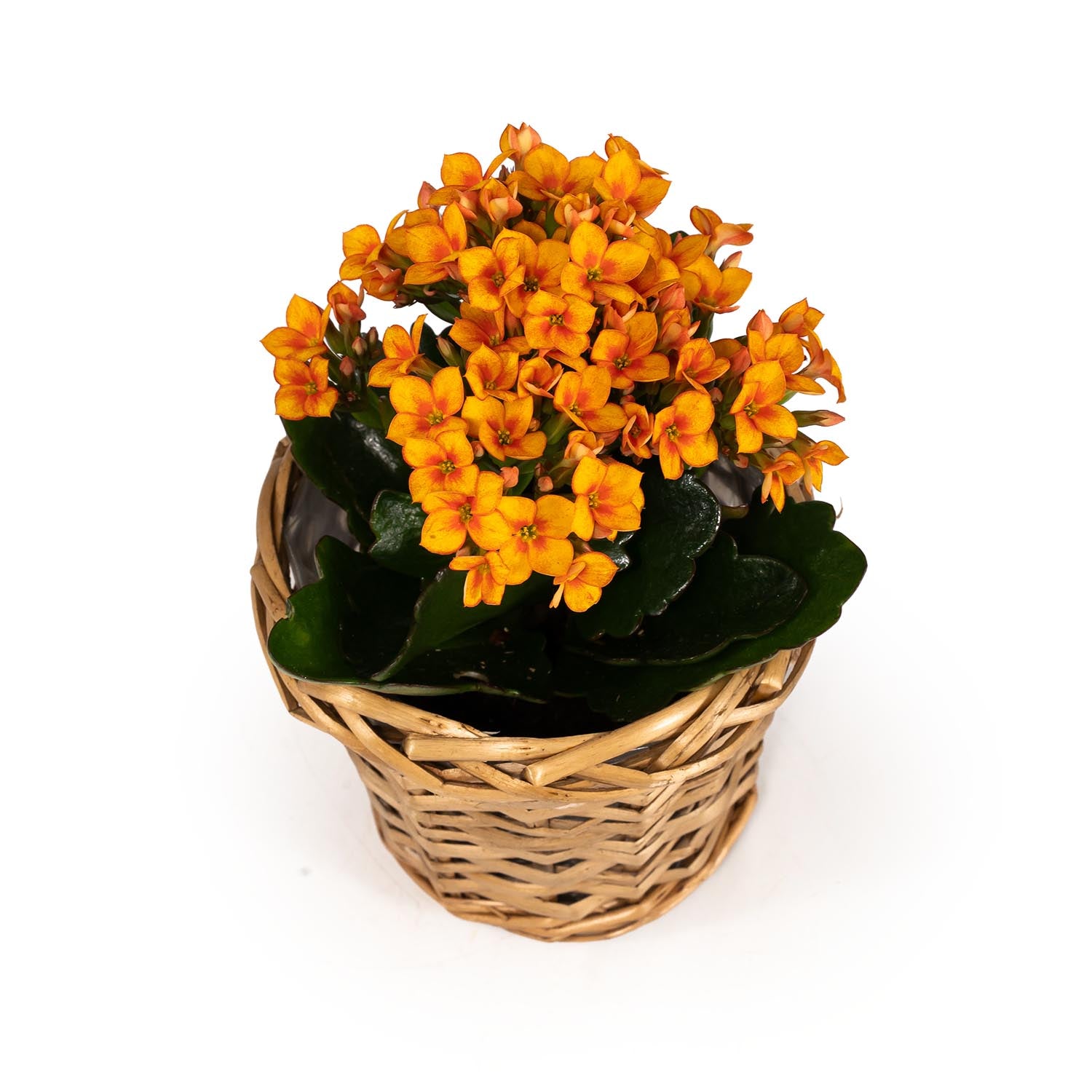Kalanchoe 9cm in Basket - Flowering The Horti House