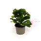 Schlumbergera 9cm - Cacti The Horti House
