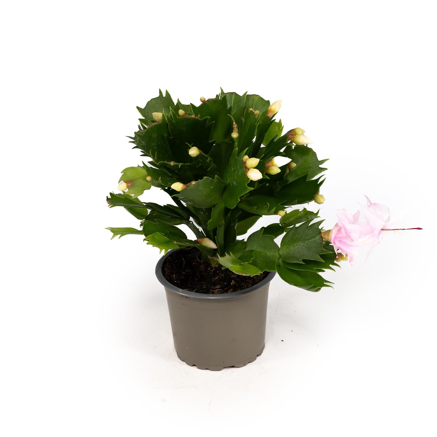 Schlumbergera 9cm - Cacti The Horti House
