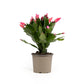 Schlumbergera 9cm - Cacti The Horti House