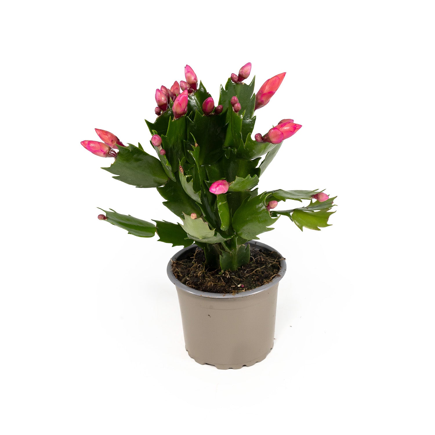 Schlumbergera 9cm - Cacti The Horti House
