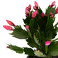 Schlumbergera 9cm - Cacti The Horti House