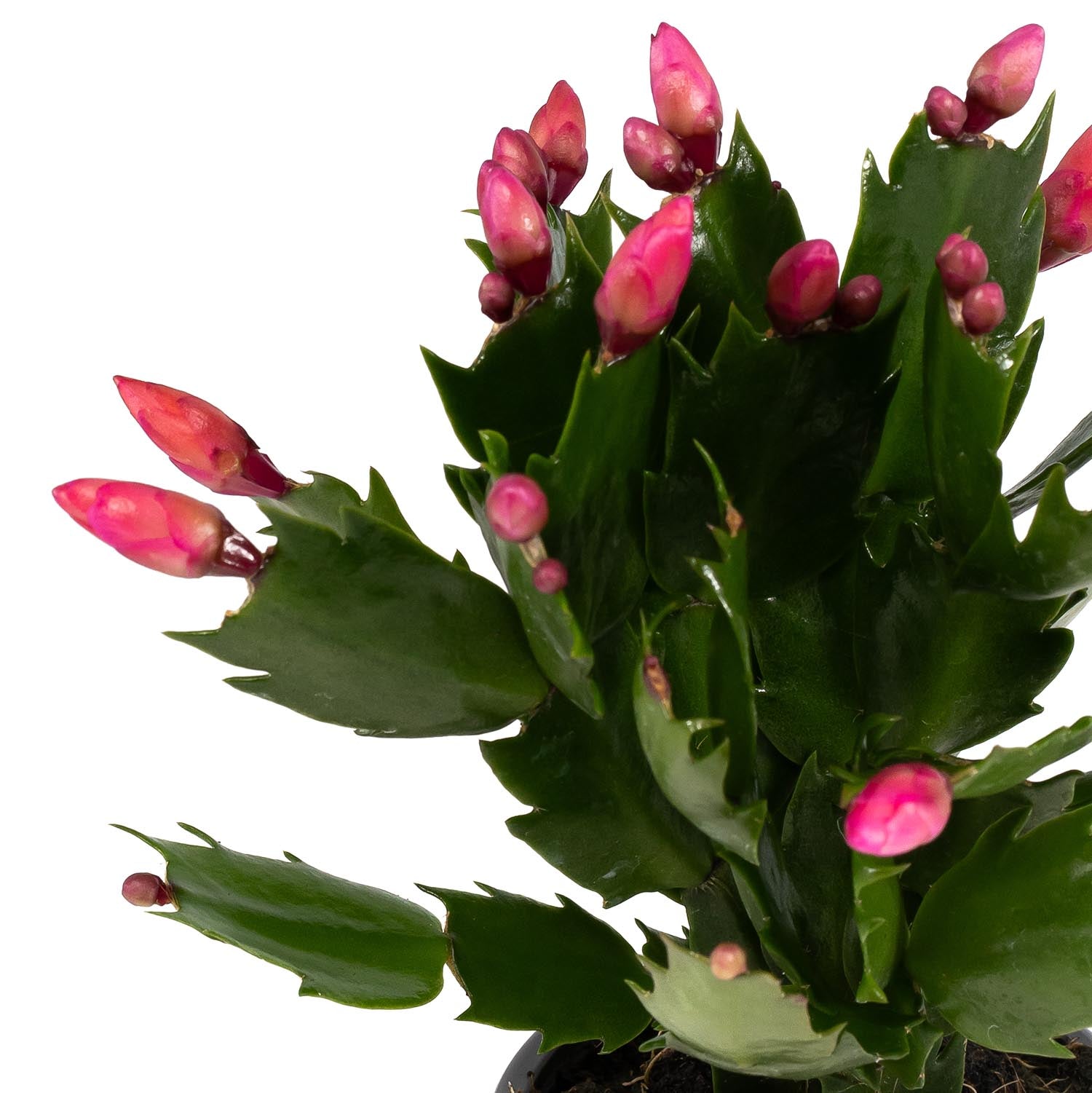 Schlumbergera 9cm - Cacti The Horti House