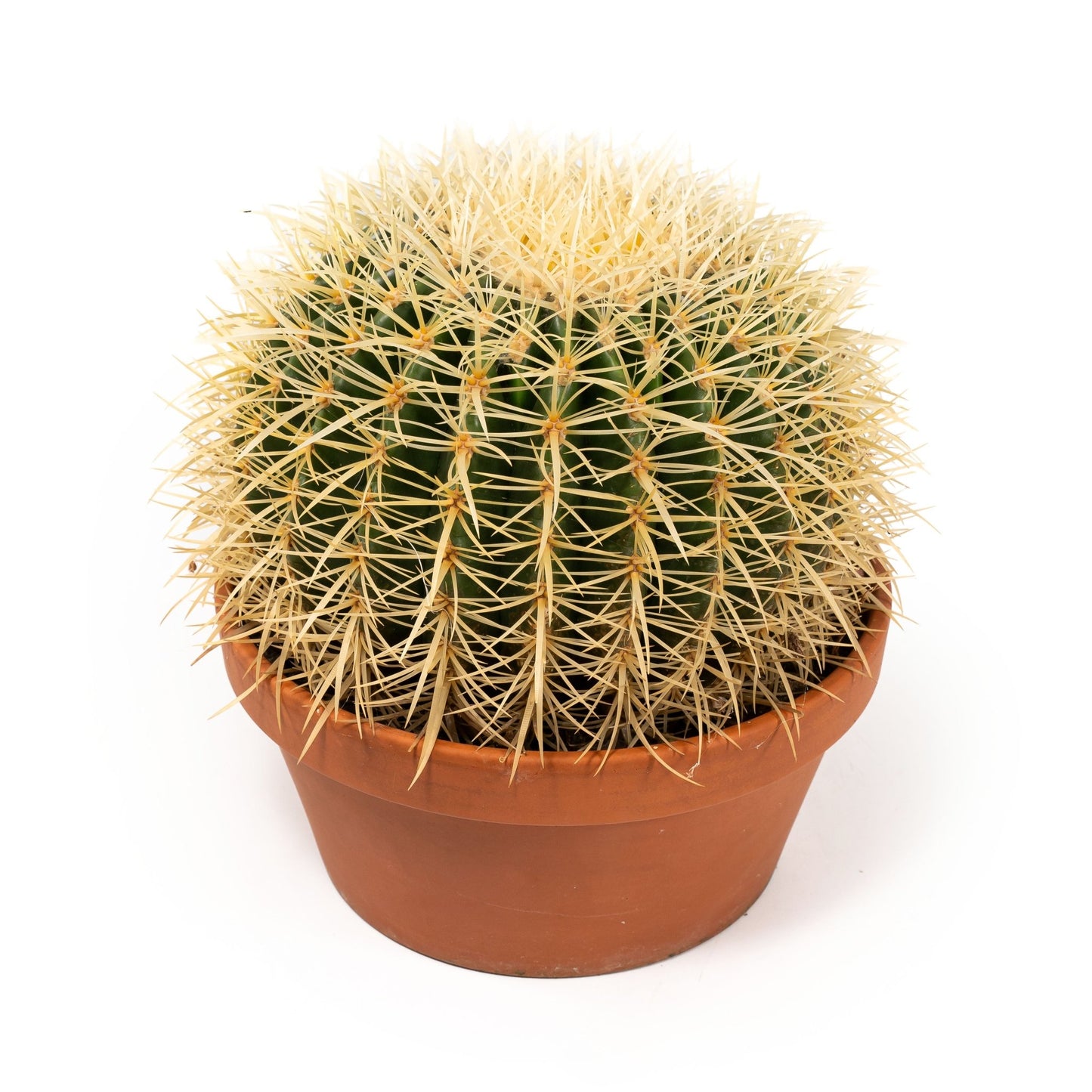 Cacti 20cm Echinocactus Brevispina in Terracotta - Cacti The Horti House