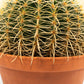 Cacti 20cm Echinocactus Brevispina in Terracotta - Cacti The Horti House