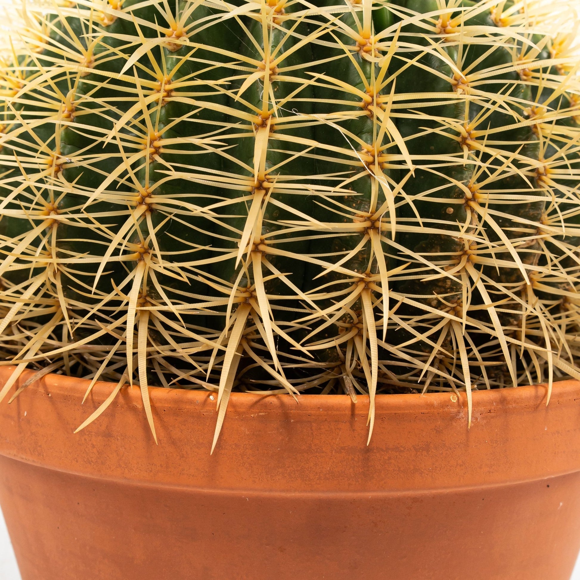 Cacti 20cm Echinocactus Brevispina in Terracotta - Cacti The Horti House